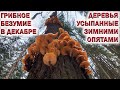 ❗ГРИБЫ В ДЕКАБРЕ.🍄👉ДЕРЕВЬЯ УСЫПАННЫЕ ЗИМНИМИ ОПЯТАМИ.😱ГРИБНОЕ БЕЗУМИЕ.💥👉НАШЁЛ ВОЕННЫЙ БЛИНДАЖ.