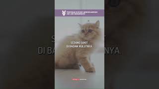 Penyebab Kucing Mengeluarkan Air Liur Yang Berlebihan Radio Kucing