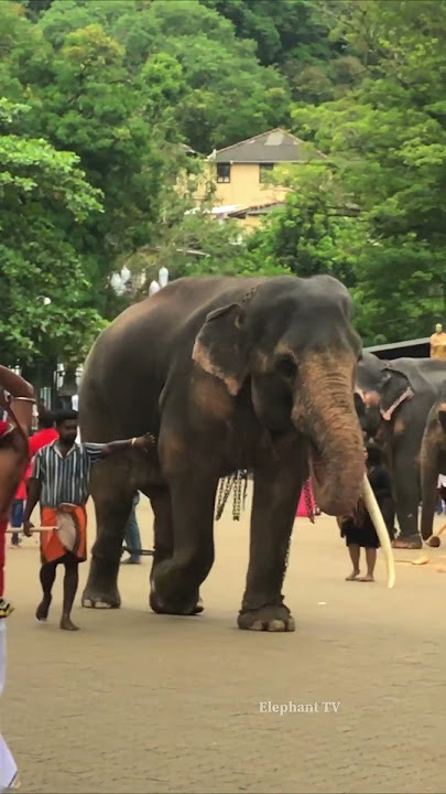 ආඩම්බර කමයි ඒ තේජසයි තාත්තගේ  වගේමයි|Sindu #shortvideo #fyp #short #shorts