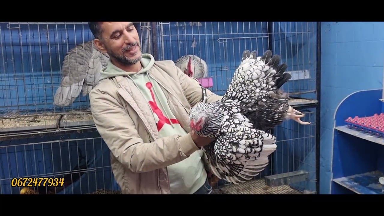 سوق القريعة يوم الأحد اتمنة دجاج زينة عند الأخ فواءد 23/11/2026