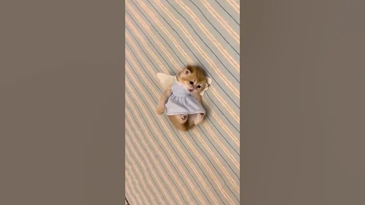 Watch the video about Cute Funny Kitty 😍 #Shorts#cats#cute#funnyvideo#kitty#gatos#chatons