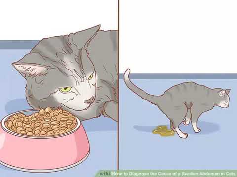 Video: How to Treat Urinary Tract Infections in Cats: 6 Steps