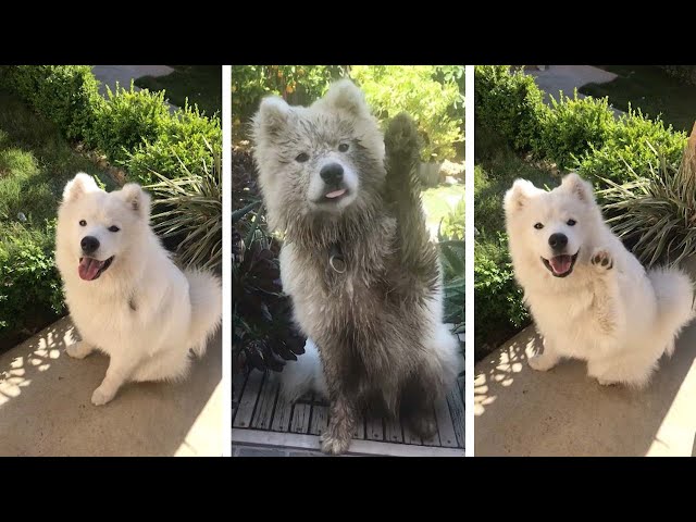 Cute Dog Waves At Owner