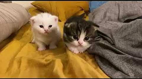 Watch the video about Cute munchkin cat learning to walk | Meow TV