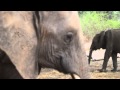 Elephant family eating wild Mango's. Matriarch and daughter meet father and family