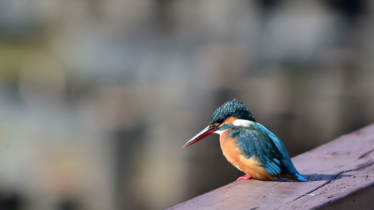 Z50Ⅱ+Z180-600mmF5.6-6.3 VR カワセミの動画 - YouTube