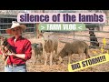 Silence of the lambs: Large storm came in | Farm Vlog