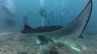 The Mantas Arent The Only Ones Who Know How To Hover.