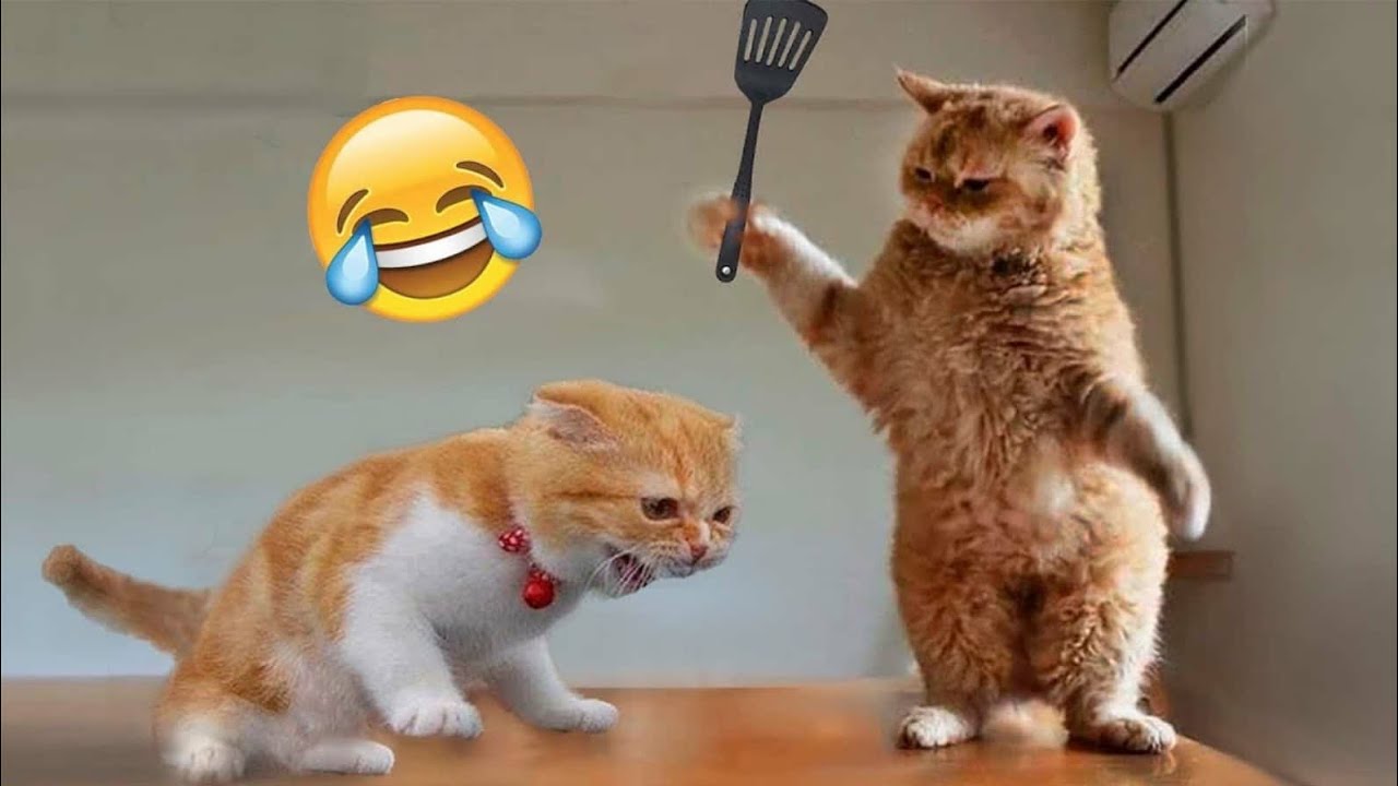 Most Funny videos Animals Cats 🤩//Funny videos of Cats 😅#cat #funny # ...