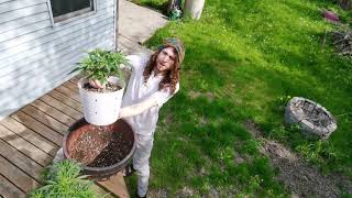 Epilogue/New Beginnings: Gardening Outdoors Episode 1, Transplant