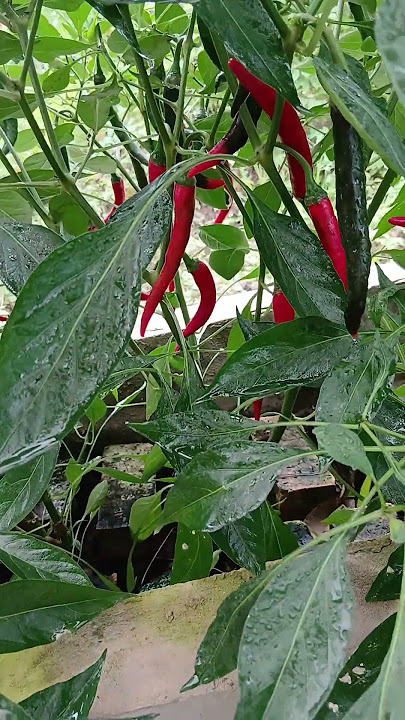 Pasti senang lihat beginian #raexplore #gardening #fruitgarden #cabeunggul