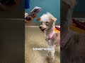 The Strangest Dog in the World 😱