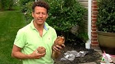 Elephant Ear Plant Propagation | Elephant Ears Indoors | How to Grow