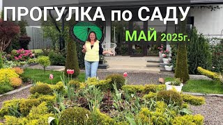 видео: ПРОГУЛКА по САДУ МАЙ 2025г: Что ЦВЕТЕТ в саду, НОВЫЕ растения, работы в САДУ и переделки картинка: ПРОГУЛКА по САДУ МАЙ 2025г: Что ЦВЕТЕТ в саду, НОВЫЕ растения, работы в САДУ и переделки