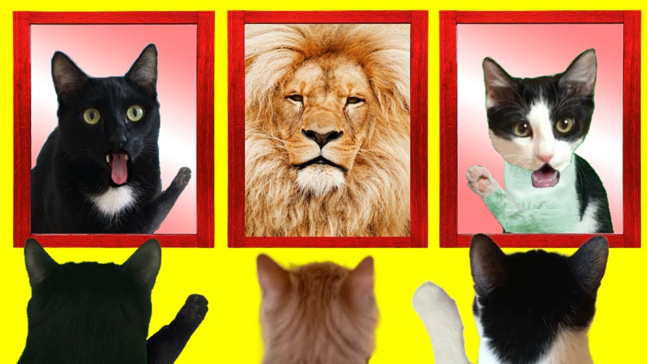 Gato vs espejo con gatos graciosos Luna y Estrella y mi perro / Videos de gatitos chistosos