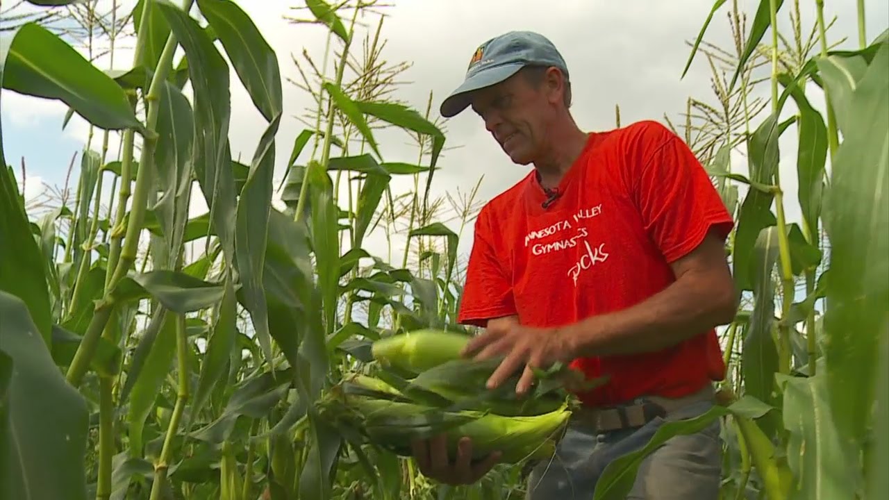 Farmers Anticipating Bumper Crop Of Sweet Corn - YouTube
