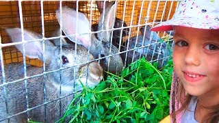 Кошечки Кролики Цыплята Мои ПИТОМЦЫ/Кормим животных Собираем ягоды/ЧЕЛЛЕНДЖ с закрытыми глазами Кошечки Кролики Цыплята Мои ПИТОМЦЫ/Кормим животных Собираем ягоды/ЧЕЛЛЕНДЖ с закрытыми глазами