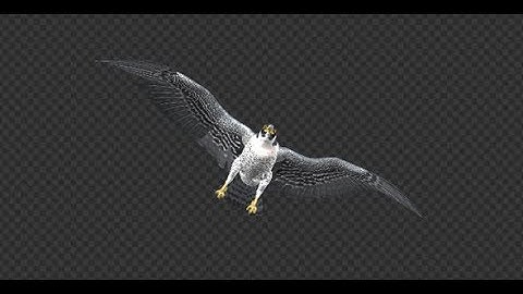 Peregrine Falcon - Flying Transition - V
