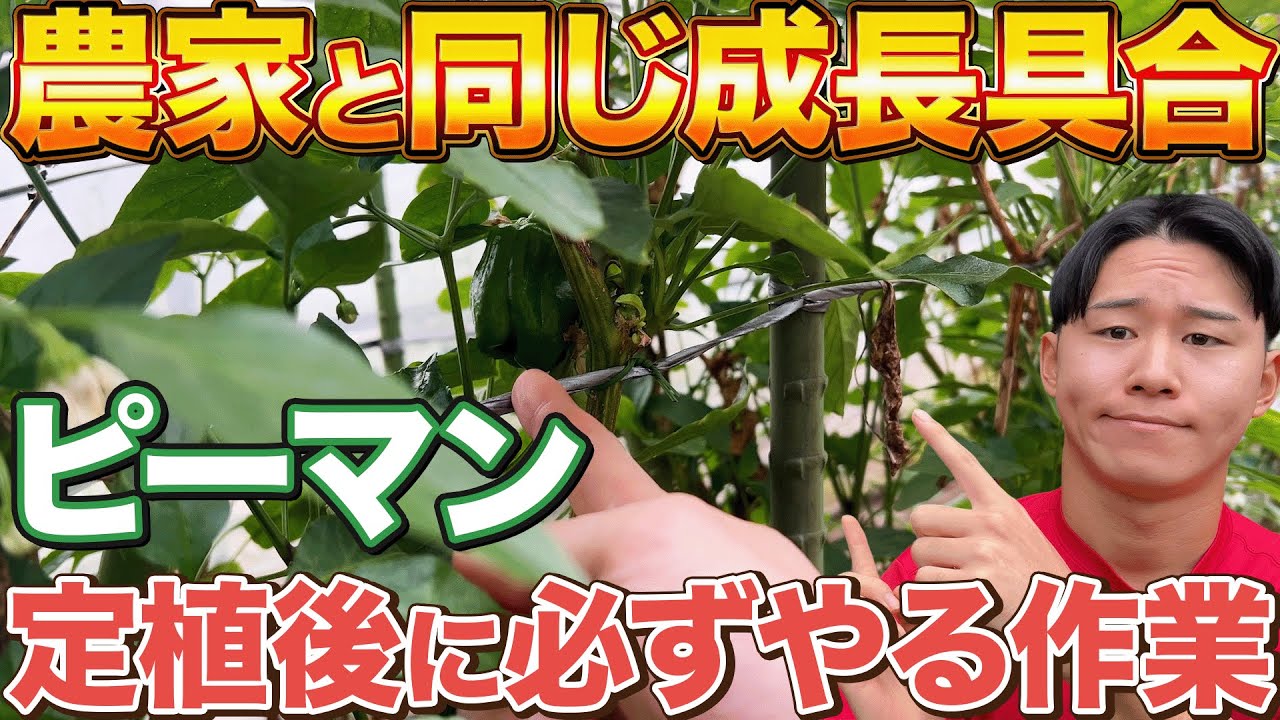 Just between you and me] Doing this immediately after planting