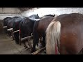 Caii lui Pancica de la Sarmasu, Mures - Prezentare manz mic - ep. 18 - 2021 Nou!!!