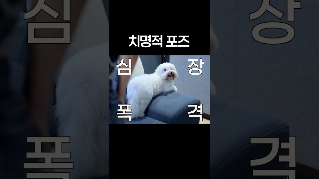 심장이 아파지는 영상