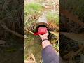 jbl  go4  test puliya  twro