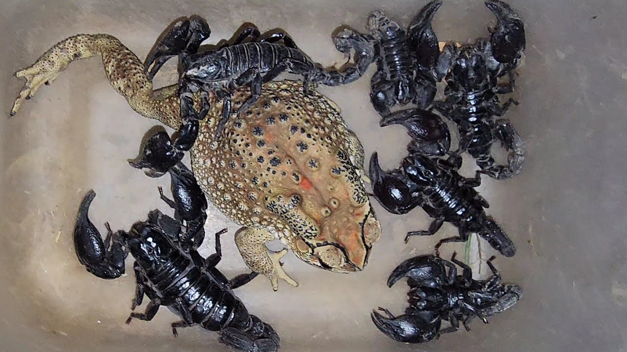 Amazing Nightmare! Giant Toad, Tree Frog, Rain Frog, Spiders, and Black Scorpions Night Discover