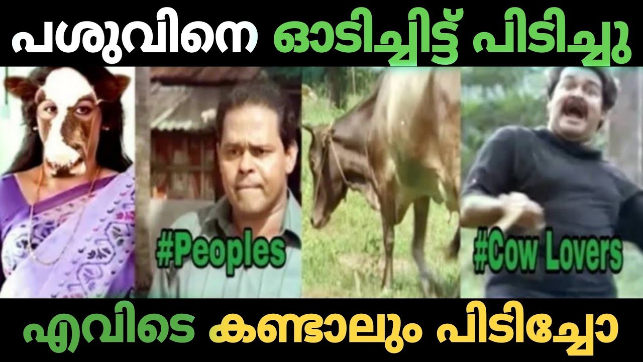പശുവിനെ എല്ലാരുംകൂടി കെട്ടിപിടിച്ചു! Troll Video | Cow Hug Day Troll | Troll Master