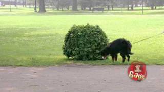 JFL Hidden Camera Pranks \& Gags: Ultimate Dog Joke