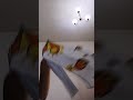 new dragon #puppetdragon #puppet #funnyshorts