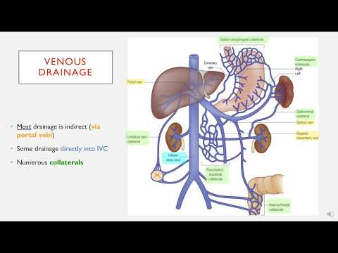 Abdominal Veins in less than 2 minutes.