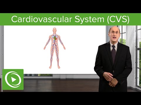 Cardiovascular System: Definition & Function – Vascular Medicine | Lecturio