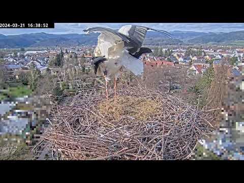 Kirchzarten Stork Nest March 22 2024 live cam preview
