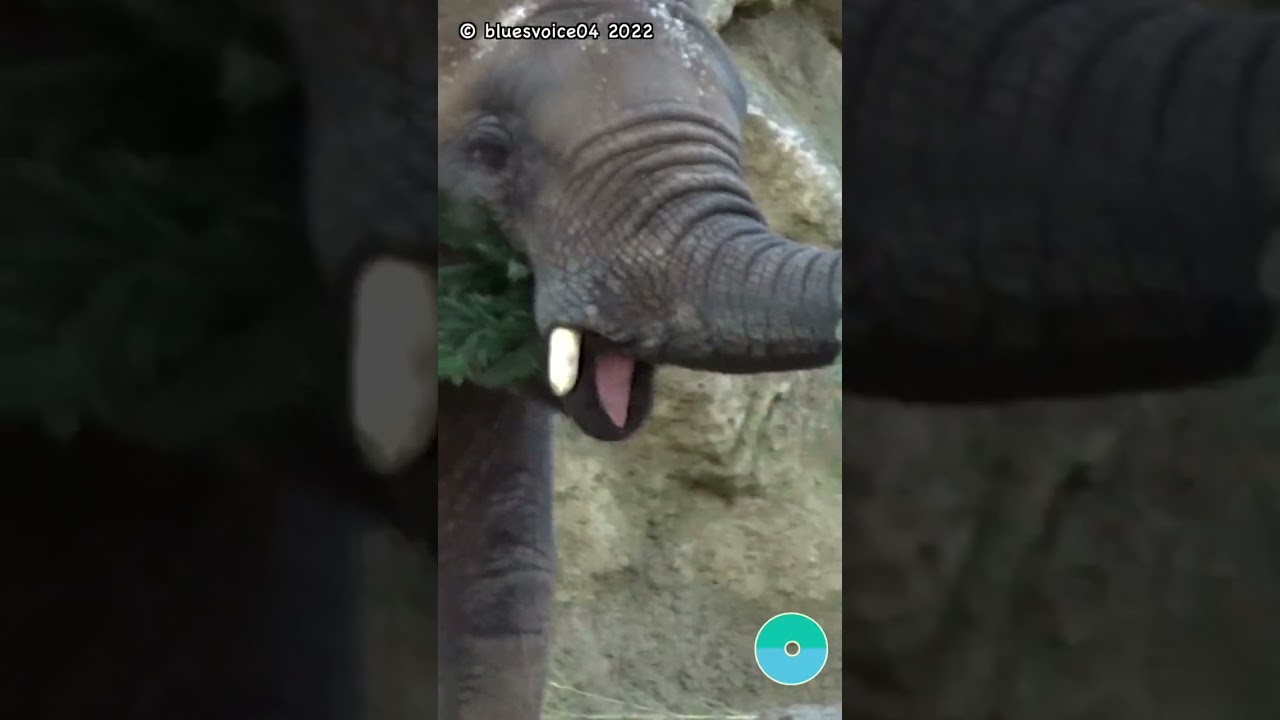 😋 holiday tidbits 4 the giants ❣️