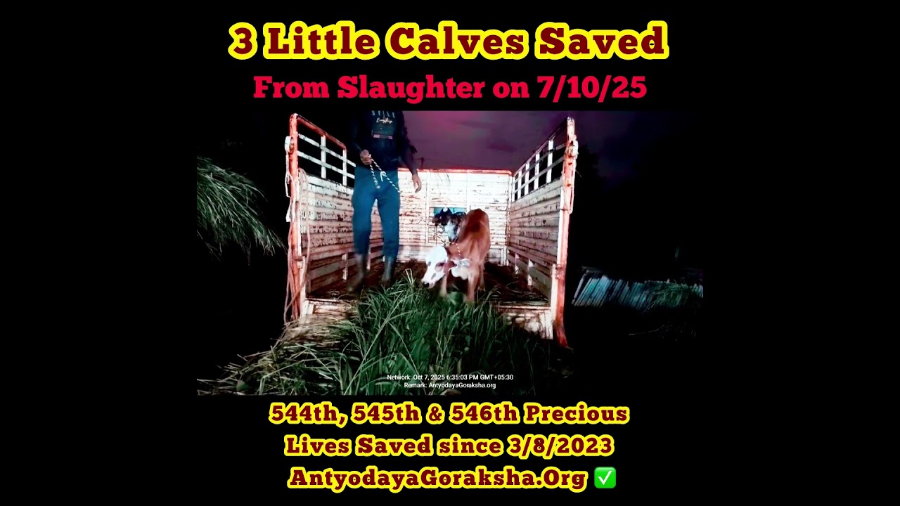 [07 Oct 2025] Three Calves Saved from Becoming Veal 🎉