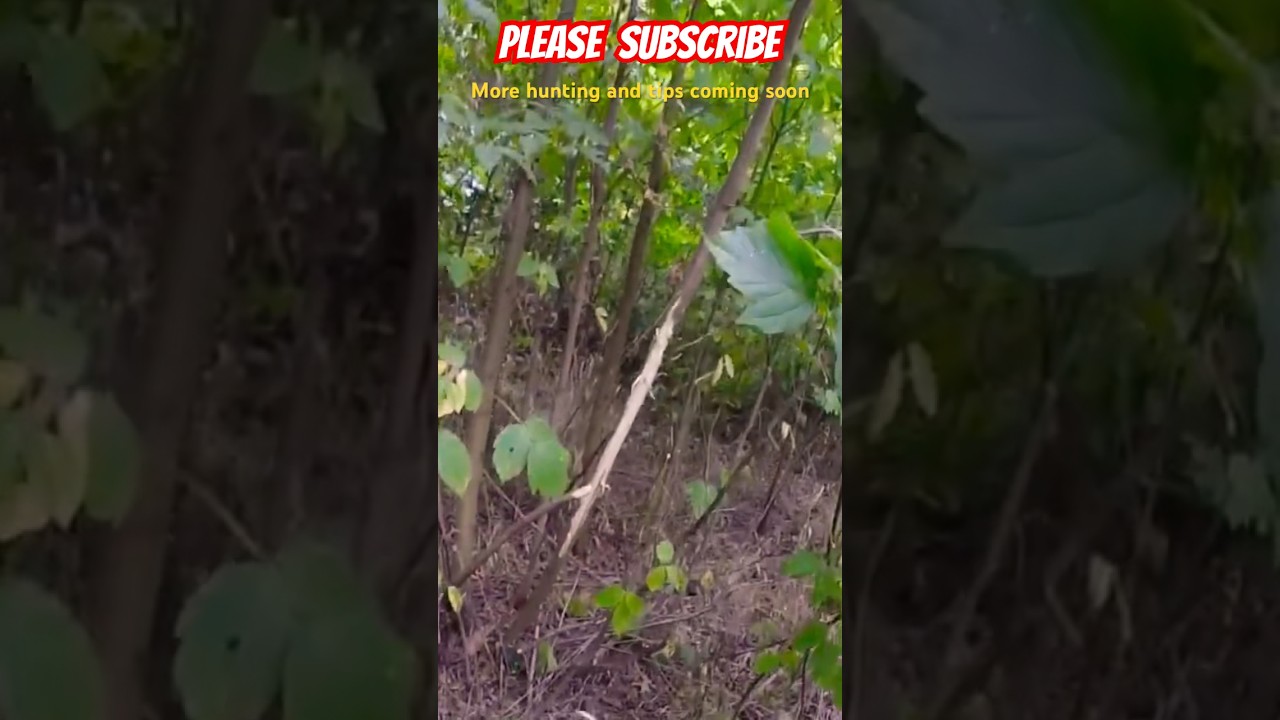 What sign to look for | Early season deer scouting… 