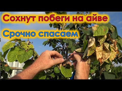 Видео: Почему у моей айвы коричневые листья: причины потемнения листьев айвы