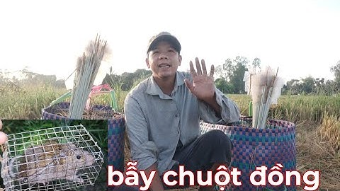 Bẫy chuột đồng, Hôm nay chạy qua đồng mới cả nhà ơi @Kyanhvlogs #baychuot