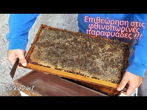 Παραφυάδες ΟΚΤΩΒΡΙΟΥ σε