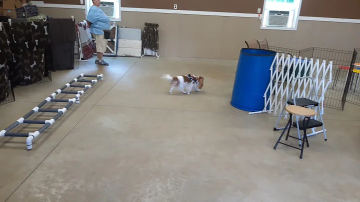 Nosework