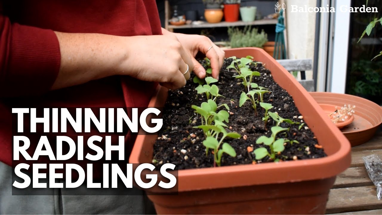 How To Thin Out Radish Seedlings Grown In Containers Balconia Garden