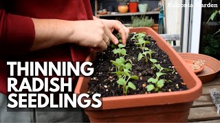 How To Thin Out Radish Seedlings Grown In Containers | Balconia Garden