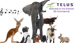 TELUS Welcome to the Animals AD Commercial