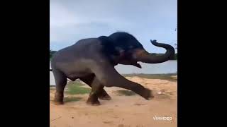 Funny Animal Dances බැලුවේ නැත්නම් වැඩක් නැ.🫢🤗🤗🤗🤗🤗🫢