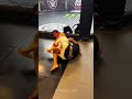 This Counter Was PURE Genius 🧠💥 #jiujitsu #bjj #mmasports #combatsports