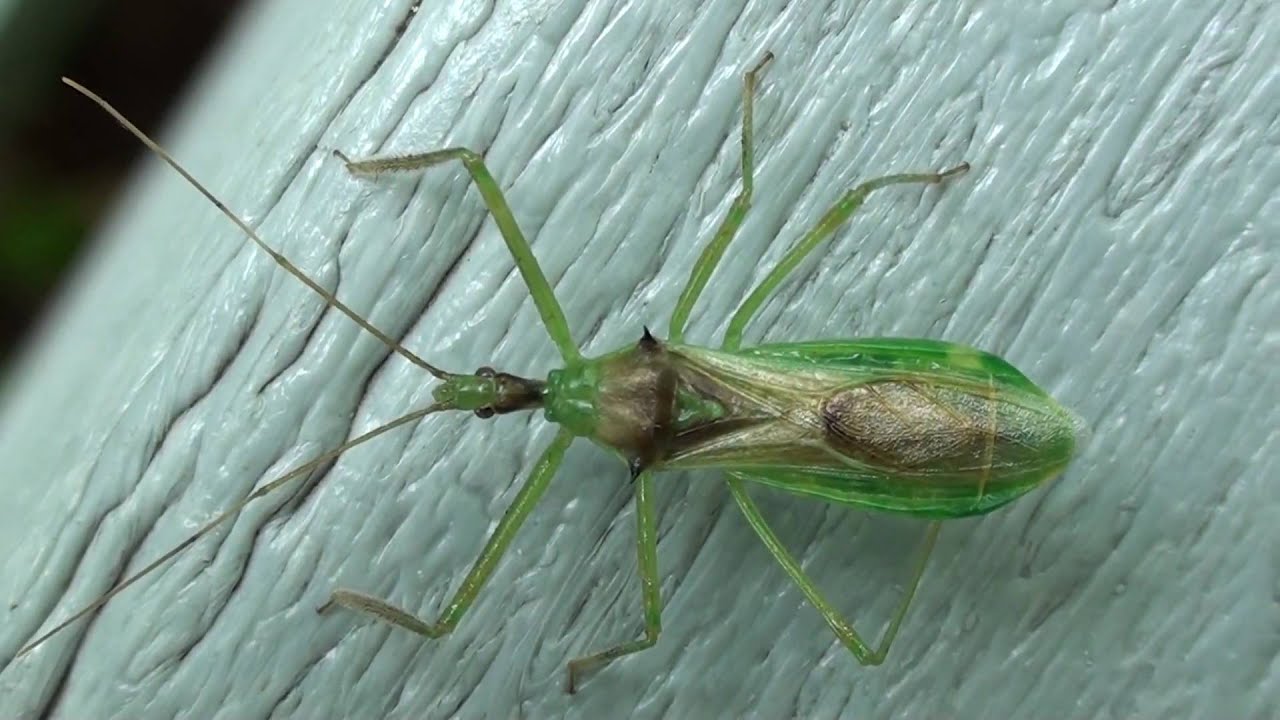 Assassin Bug (Reduviidae: Zelus) Female