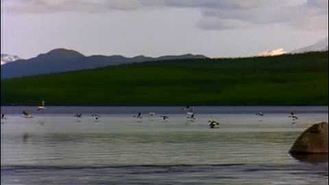 WoW Private Server Need Admins And Gm