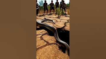 This video🐍 get 10M+ Views but 1 like🥶