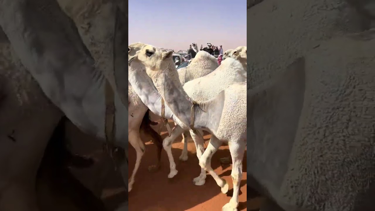 Today camel competition