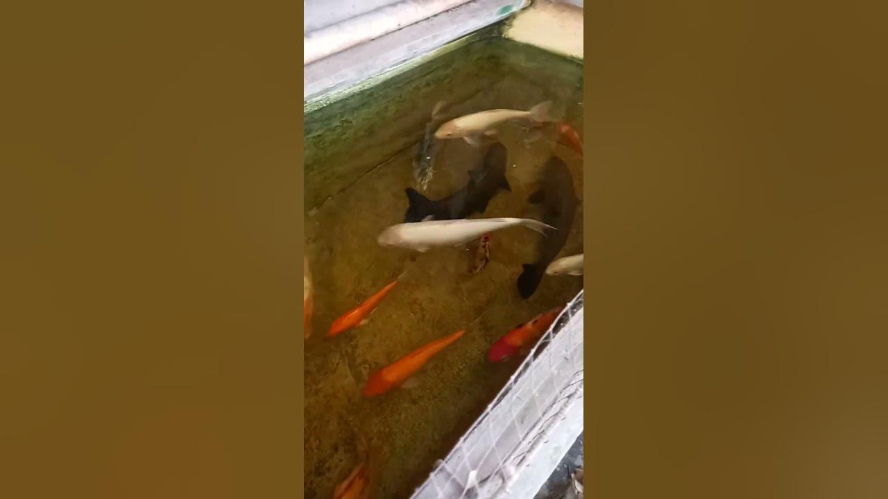 KOI PACU AND ALBINO JANITOR FISH YouTube koi-pacu-and-albino-janitor-fish-youtube